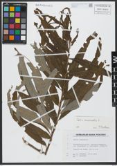 Foto von Salix viminalis L.